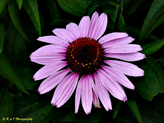 {Echinacea purpurea}